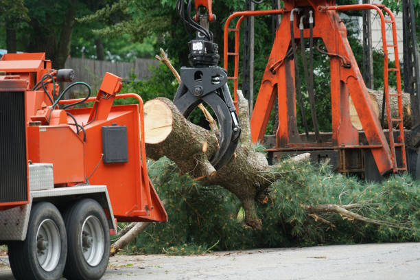 Best Commercial Tree Removal  in USA